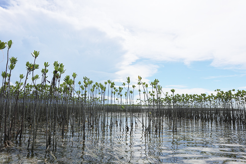 マングローブ植林活動